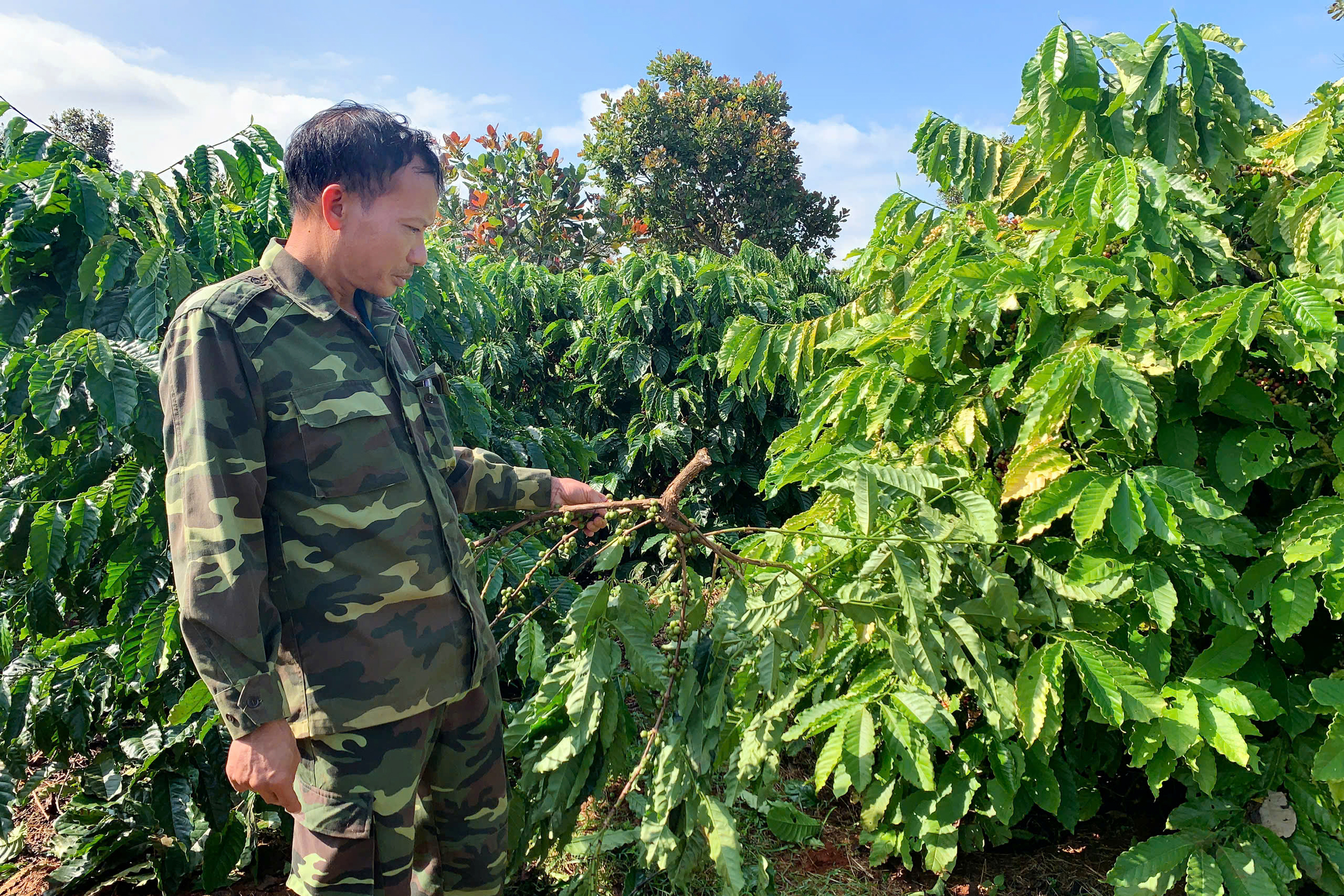 Giá cao kỷ lục, nông dân Tây Nguyên thức trắng đêm canh giữ “vàng nâu” - Ảnh 4.